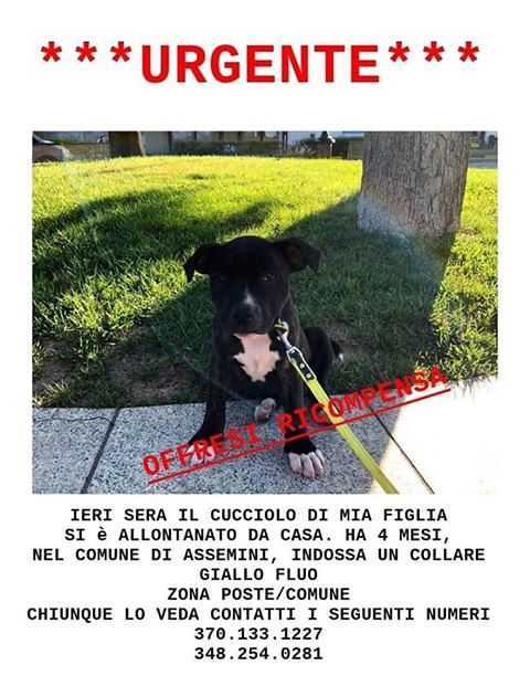 La piccola Benedetta ha perso il suo Olaf ad Assemini: SOS per ritrovarlo