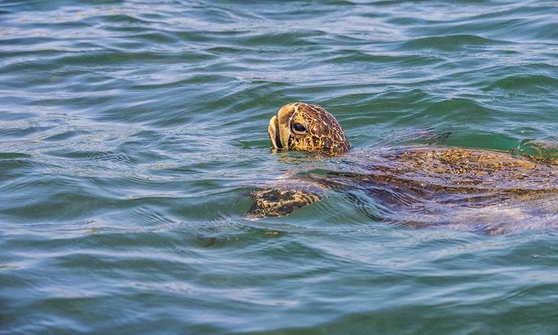 Armata di pescherecci cinesi intorno alle Galapagos, l’Ecuador lancia l’allarme: “Ora basta”