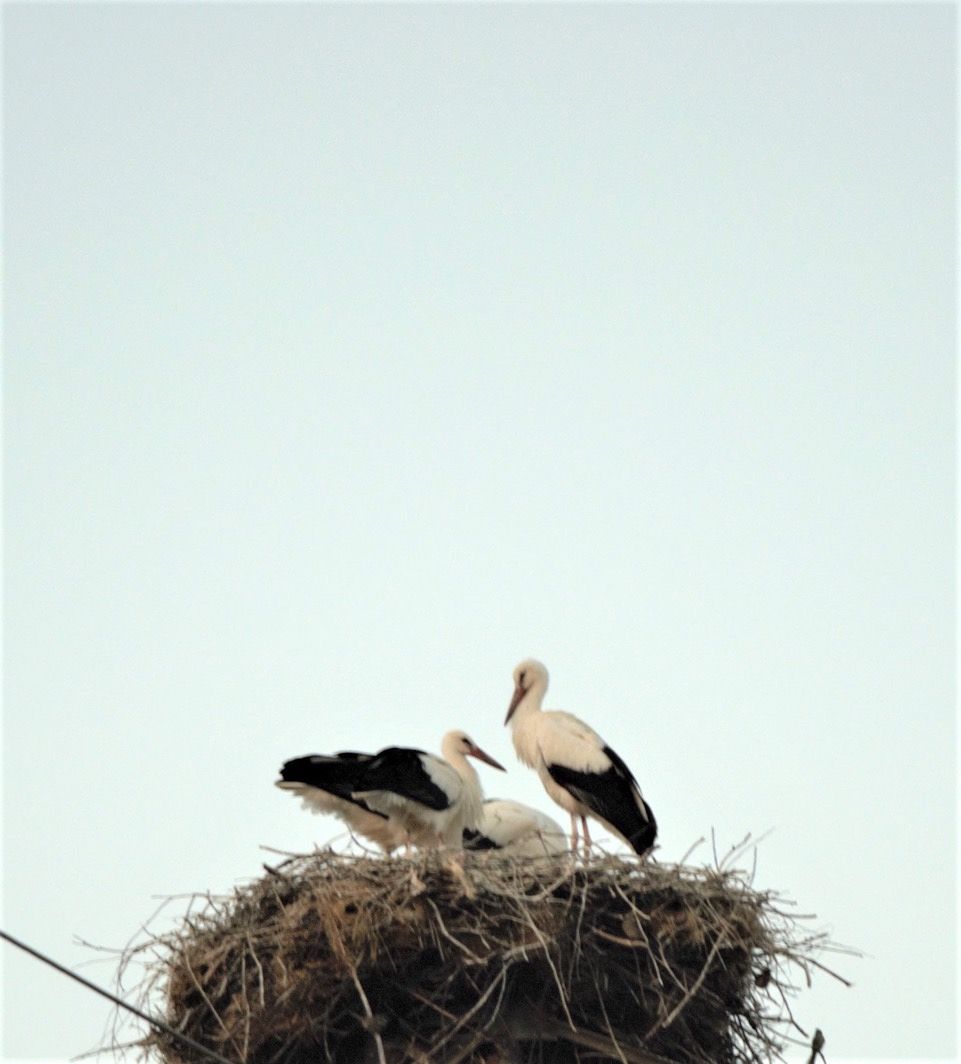 Sardegna, successo per il nido delle cicogne: i 4 pulli sono ora pronti per il viaggio verso l’Africa
