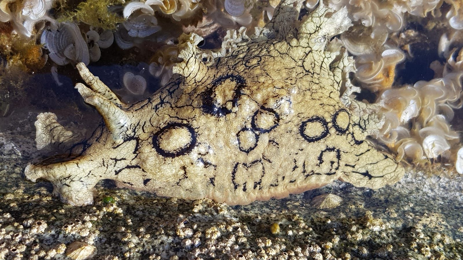 Davide l’esploratore e la lumaca tropicale ospite nel mare d’Ogliastra