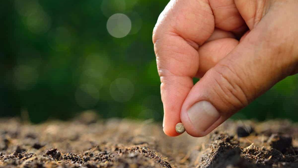 Mistero sui semi spediti a casa dalla Cina: “Non piantateli, potrebbero essere pericolosi”