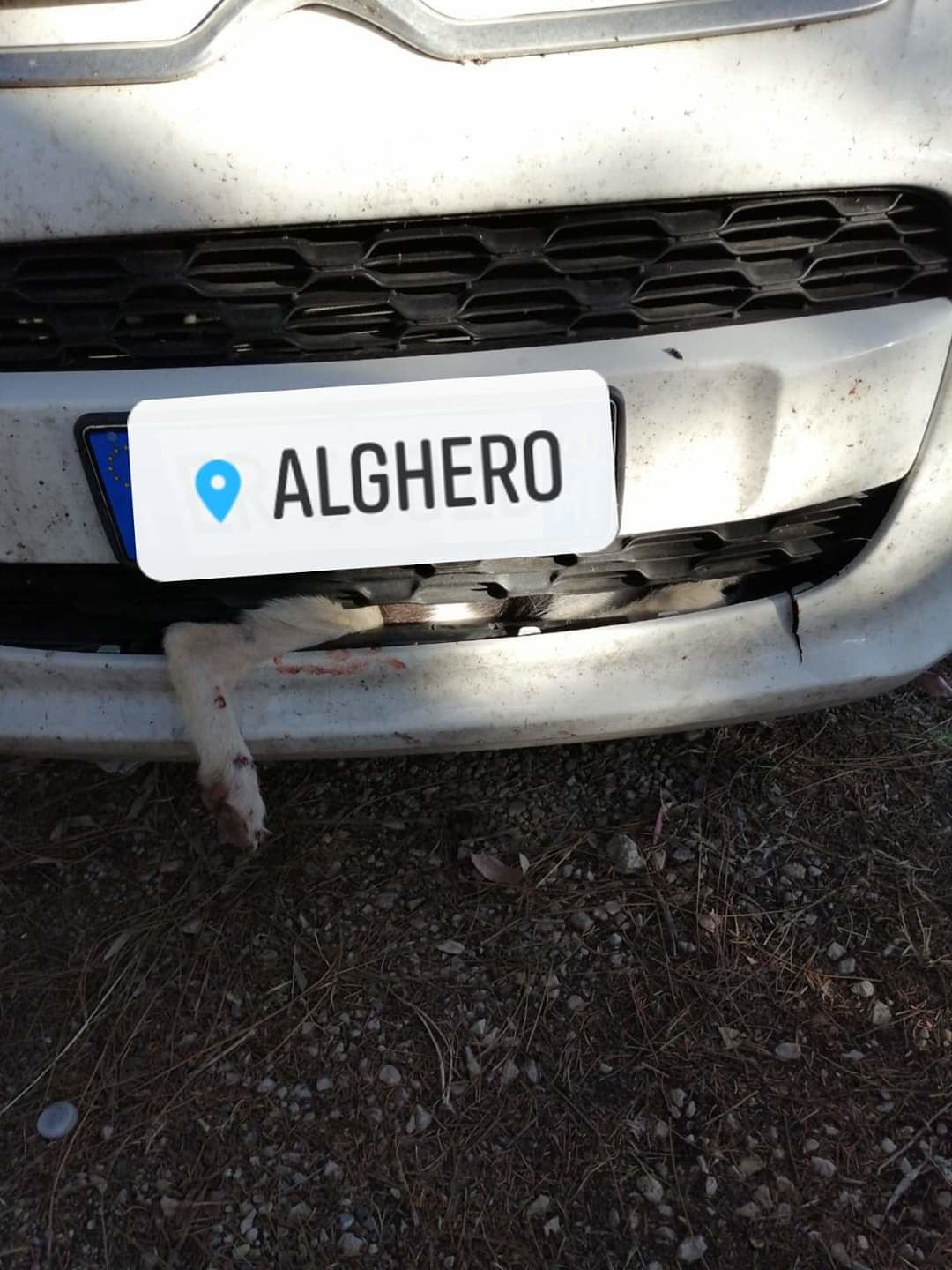 Schianto in Sardegna, cagnetto incastrato tra le lamiere: ha diverse fratture, ma il taxi dog non c’è più