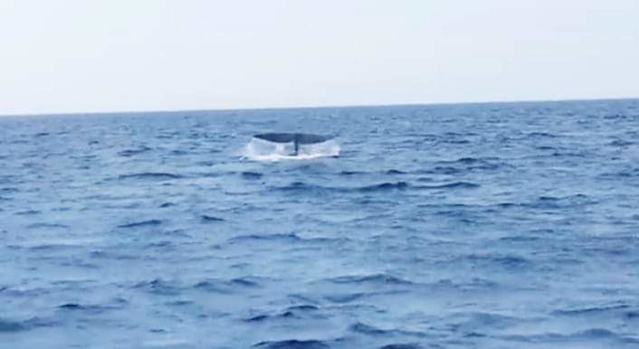 Magia a Villasimius, avvistato un capodoglio a Capo Carbonara