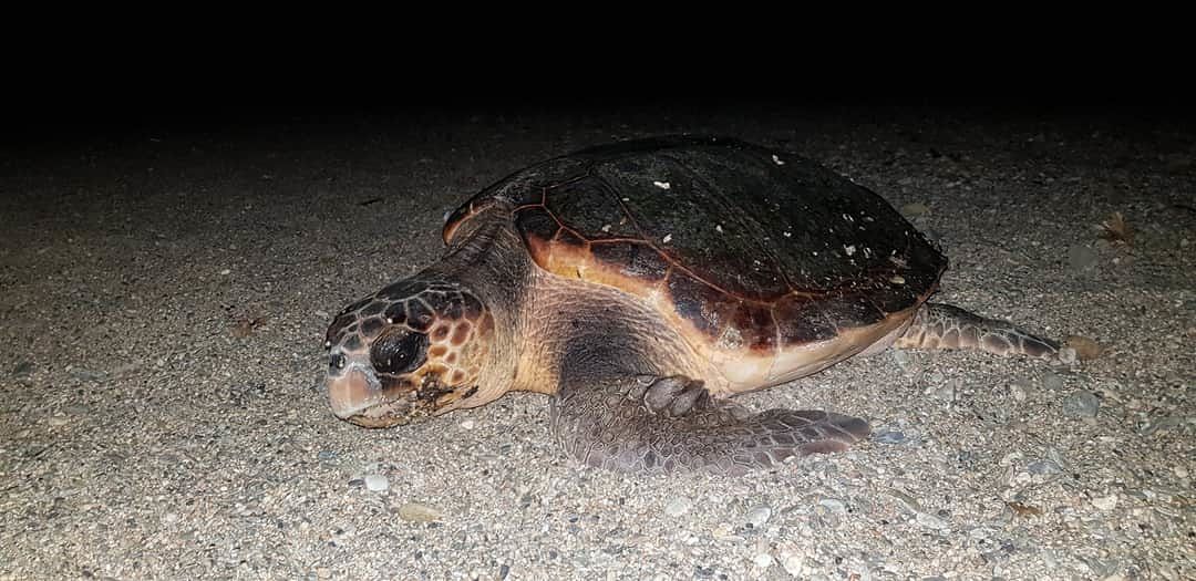 Chia, la tartaruga Caretta ci ripensa: niente schiusa delle uova in spiaggia