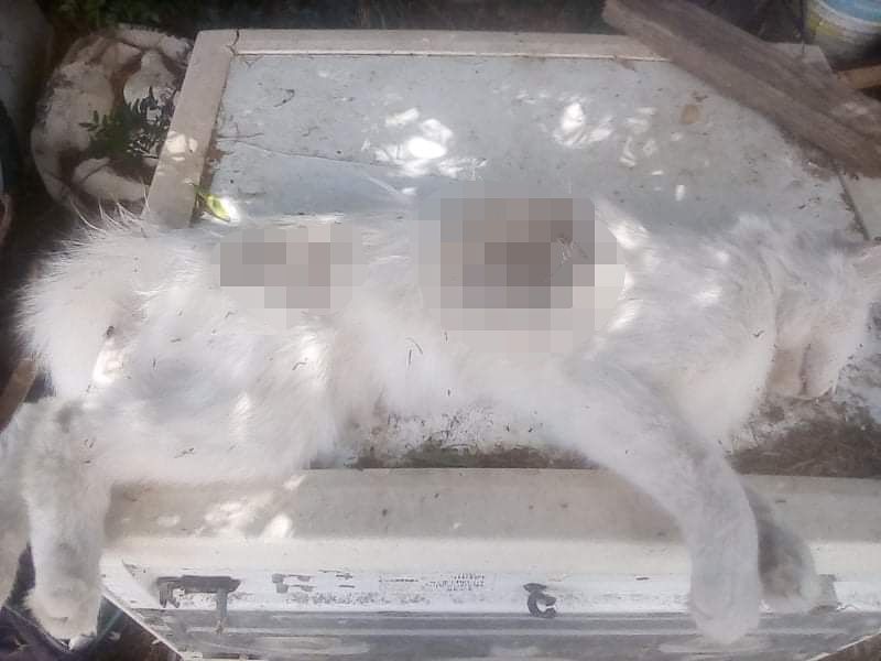 Paura a Quartu, cani randagi di grossa taglia seminano il terrore a Flumini