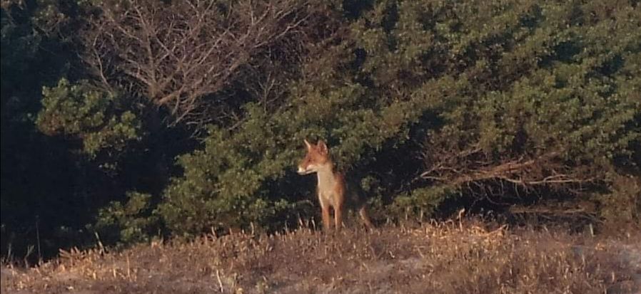 La volpe di Porto Giunco diventa star del web