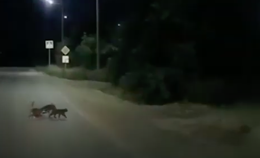 Due gatti “angeli custodi” di un cane disabile, lo aiutano ad attraversare la strada VIDEO