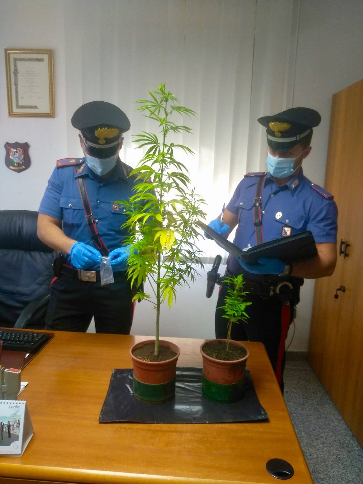 Non solo fiori in giardino, anche piante di cannabis: nei guai 36enne a Perdasdefogu
