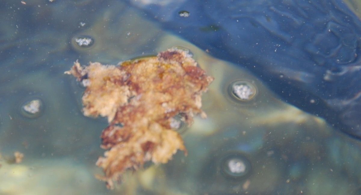 Sardegna, alta concentrazione dell’alga tossica, interviene l’Arpas: può portare febbre e disturbi respiratori