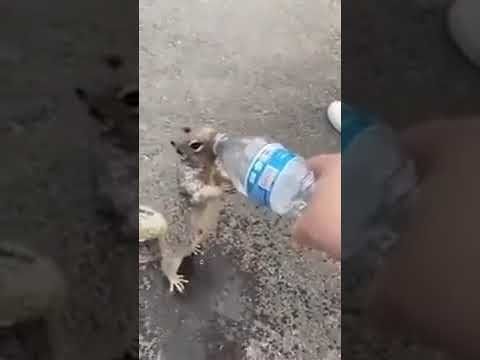 Assetato, chiede disperatamente acqua: turista dà da bere a uno scoiattolo