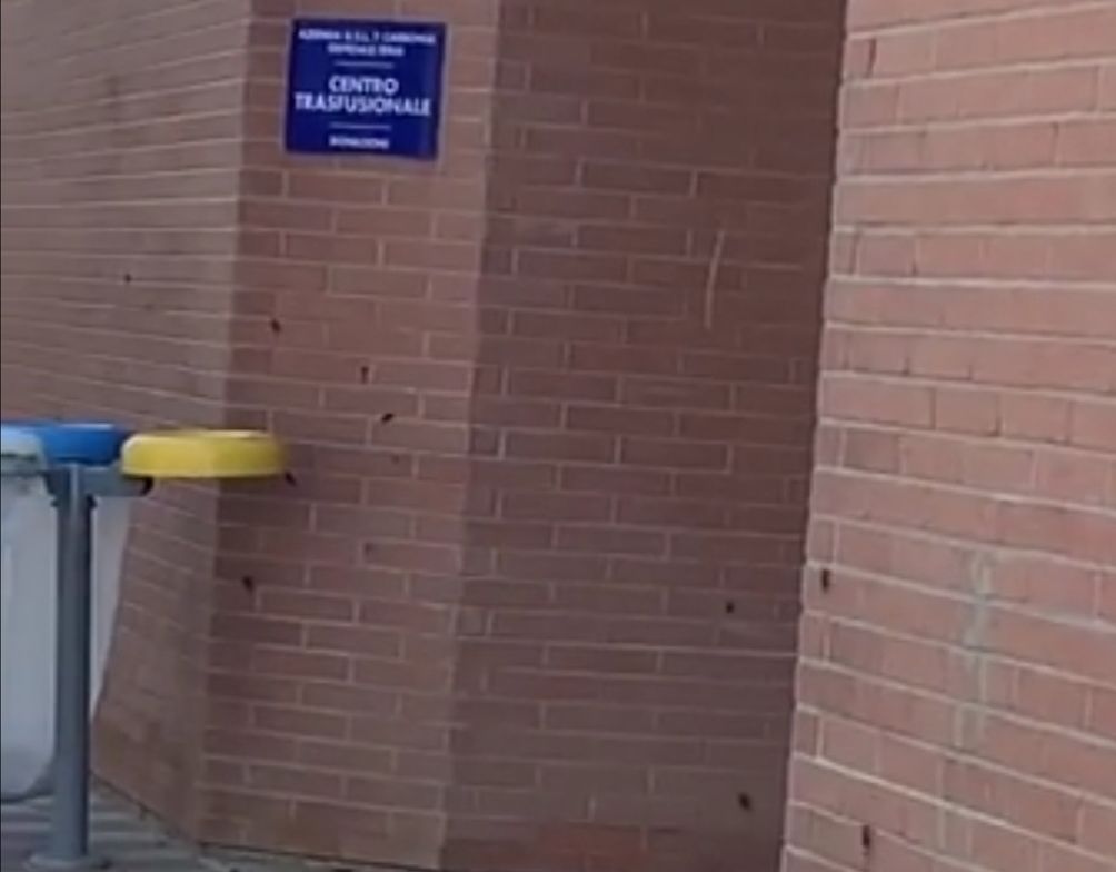 Carbonia, blatte sui muri dell’ospedale: il video di denuncia