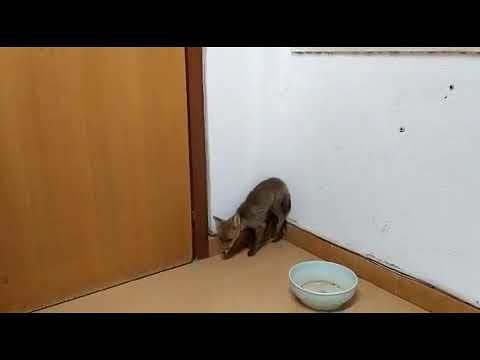 Cagliari, il dolcissimo volpino col bacino fratturato salvato a Simbirizzi (VIDEO)