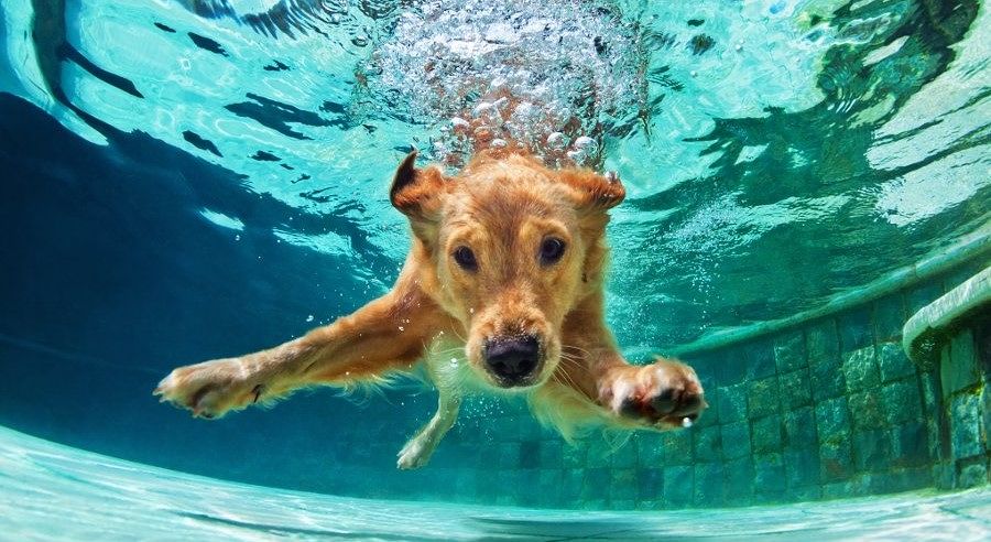 Altro che vita da cani, al canile di Cagliari arriva la piscina