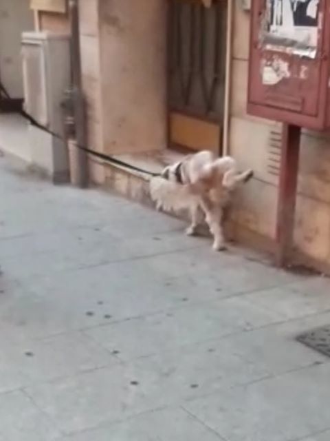 Cagliari, vigili in borghese multano i proprietari dei cani: piovono sanzioni tra 100 e 500 euro a chi non lava la pipì sui muri