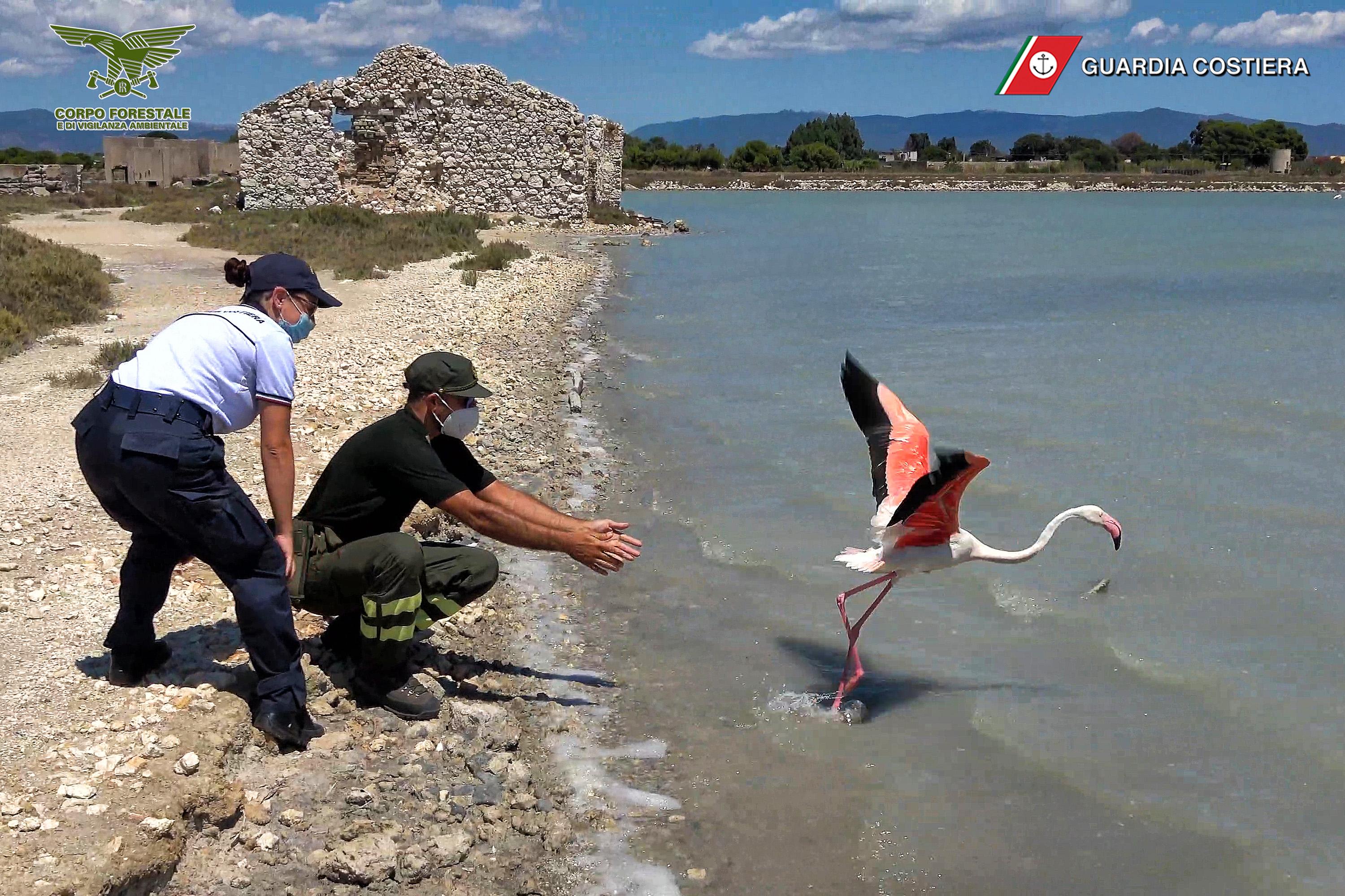 Dopo le cure, il fenicottero rosa ferito è stato rimesso in libertà nel parco di Molentargius