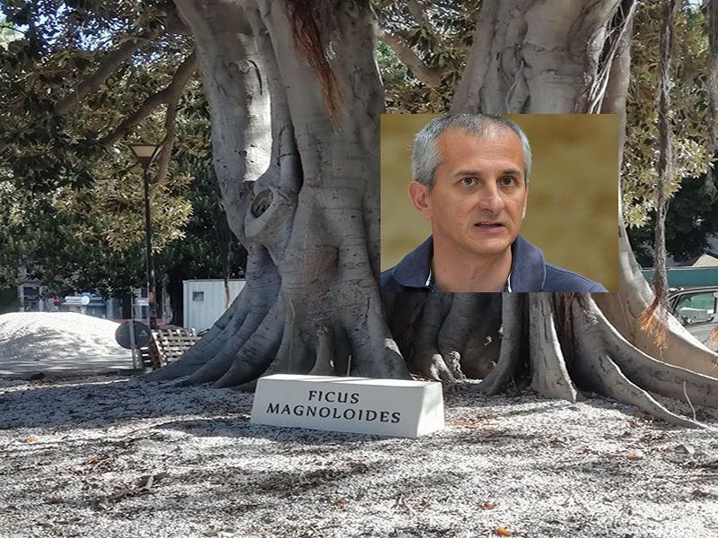 Cagliari, la rabbia del direttore dell’Orto botanico: “Le pietre nei ficus di piazza Matteotti limitano le radici”