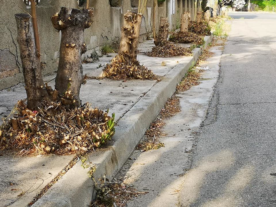 “Motosega selvaggia a Solanas, tanti alberi tagliati: ma quella zona è tutelata”