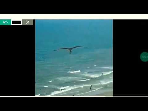 Nel video amatoriale falco pescatore sorvola la spiaggia e pesca un enorme sgombro spagnolo