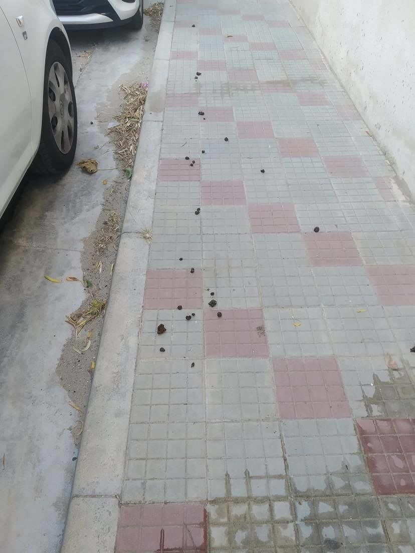 A Is Corrias passano le pecore: “Ecco i nostri marciapiedi, completamente ricoperti di escrementi”