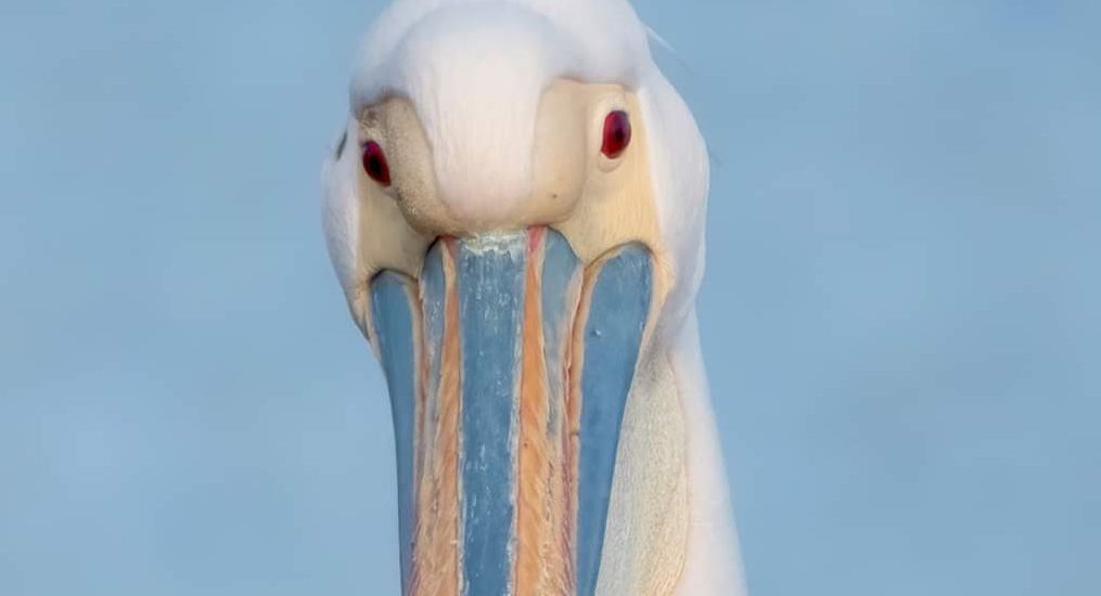 Magia a Molentargius, fotografato “Silvio” il pellicano mascotte dell’oasi