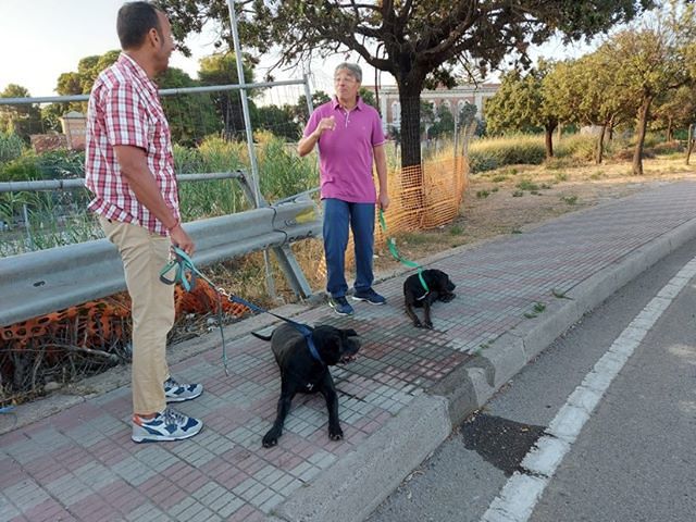 Cagliari, due pitbull abbandonati sull’Asse mediano: ritrovati dagli agenti della Polizia Locale