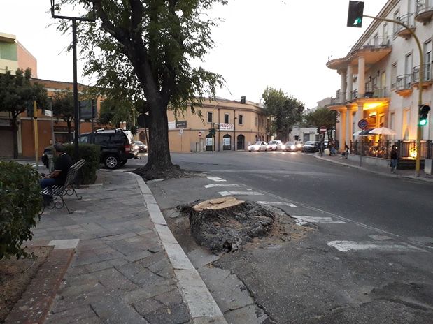 Oristano, alberi tagliati in piazza Mariano: il Grig ha inoltrato un’istanza