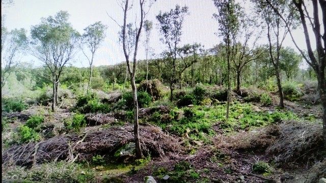 Fluminimaggiore, a giudizio i tagli non autorizzati nel bosco di Arenas