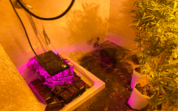 Una serra di marijuana nel magazzino, coppia di Padru in arresto