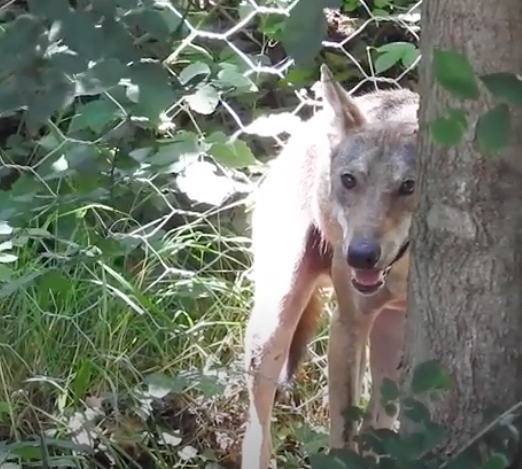 Catturato il “lupo di mare” di Alimini: sta bene e gioca con i suoi simili- VIDEO