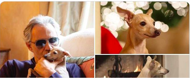 Sardegna, esposto Aidaa sulla vicenda Bocelli: “Qualcuno non ha custodito il cane sulla barca”