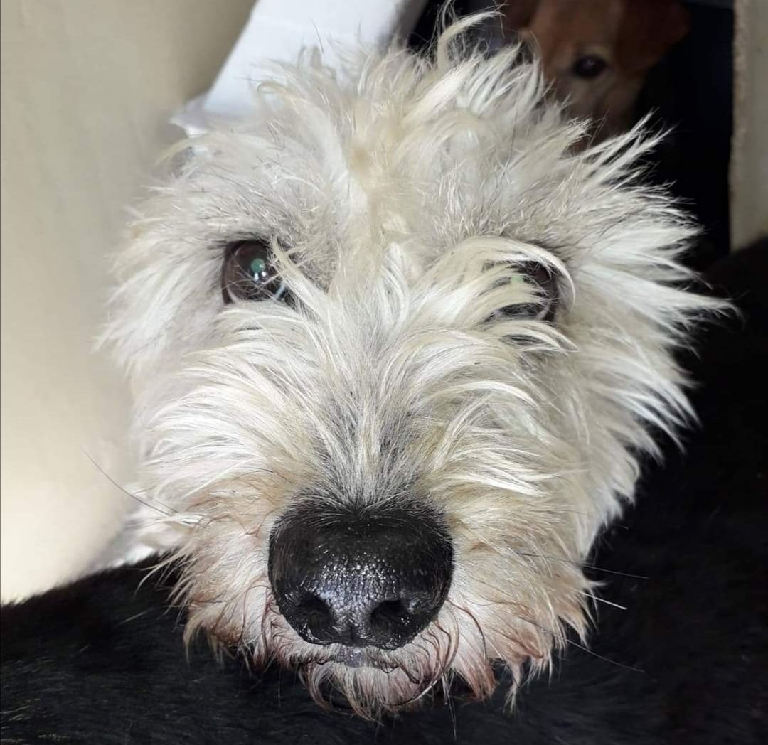 Villacidro, la buona notizia: record di adozioni al canile Villa Bau