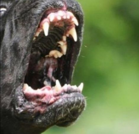 Sanluri: isolamento per Floki, il cane responsabile di aver morso un uomo