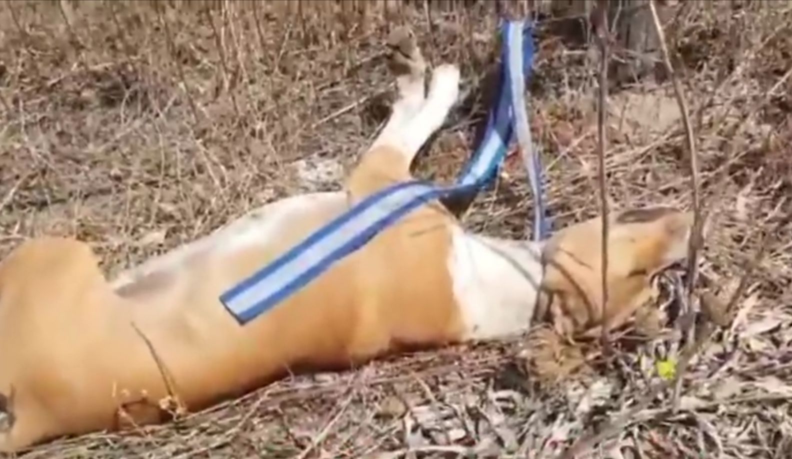 Orrore a Olbia, due cani impiccati in campagna: la femmina era incinta