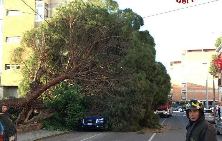 Cagliari, sos per gli alberi a rischio: “Non vogliamo che cadano ancora, presto il restyling del verde pubblico”
