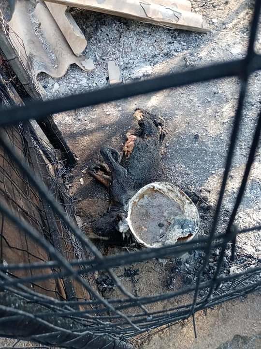 La Sardegna assediata dagli incendi: pesante tributo delle aziende agricole e degli animali