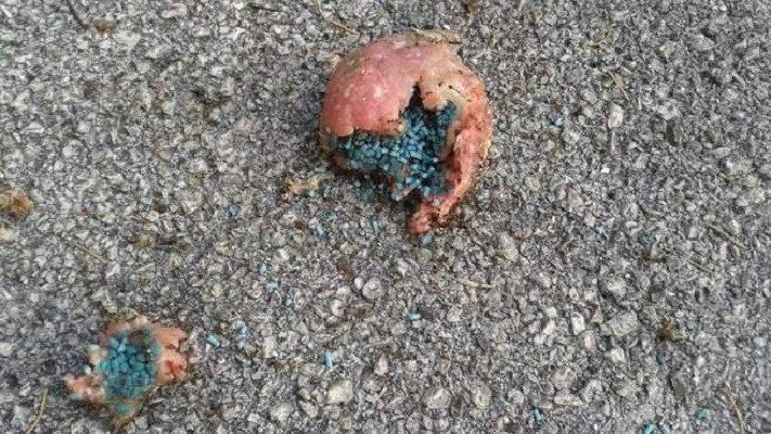 Bocconcini al veleno a San Vero Milis, nel mirino cani e gatti: “Non devono girare da soli”