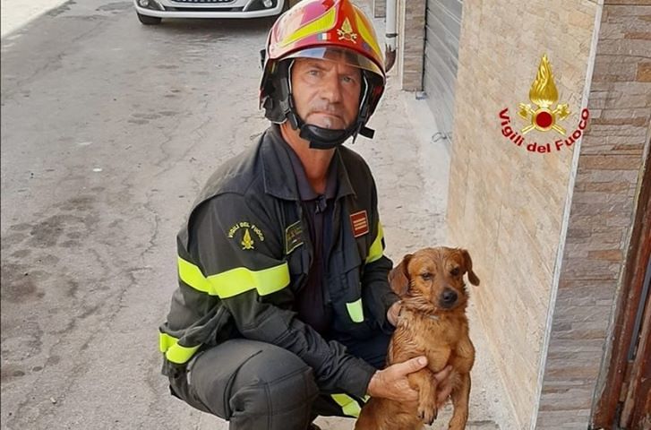 Iglesias, il cagnetto salvato dai vigili del fuoco nella casa che va in fiamme: momenti di grande paura