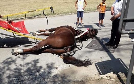 Malore per il caldo mentre trasporta i turisti, cavallo muore alla Reggia di Caserta