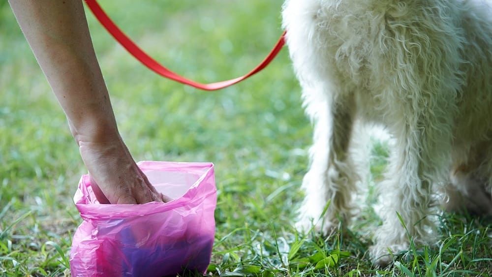 Guerra ai padroni sporcaccioni dei cani a Monserrato, controlli e raffica di multe