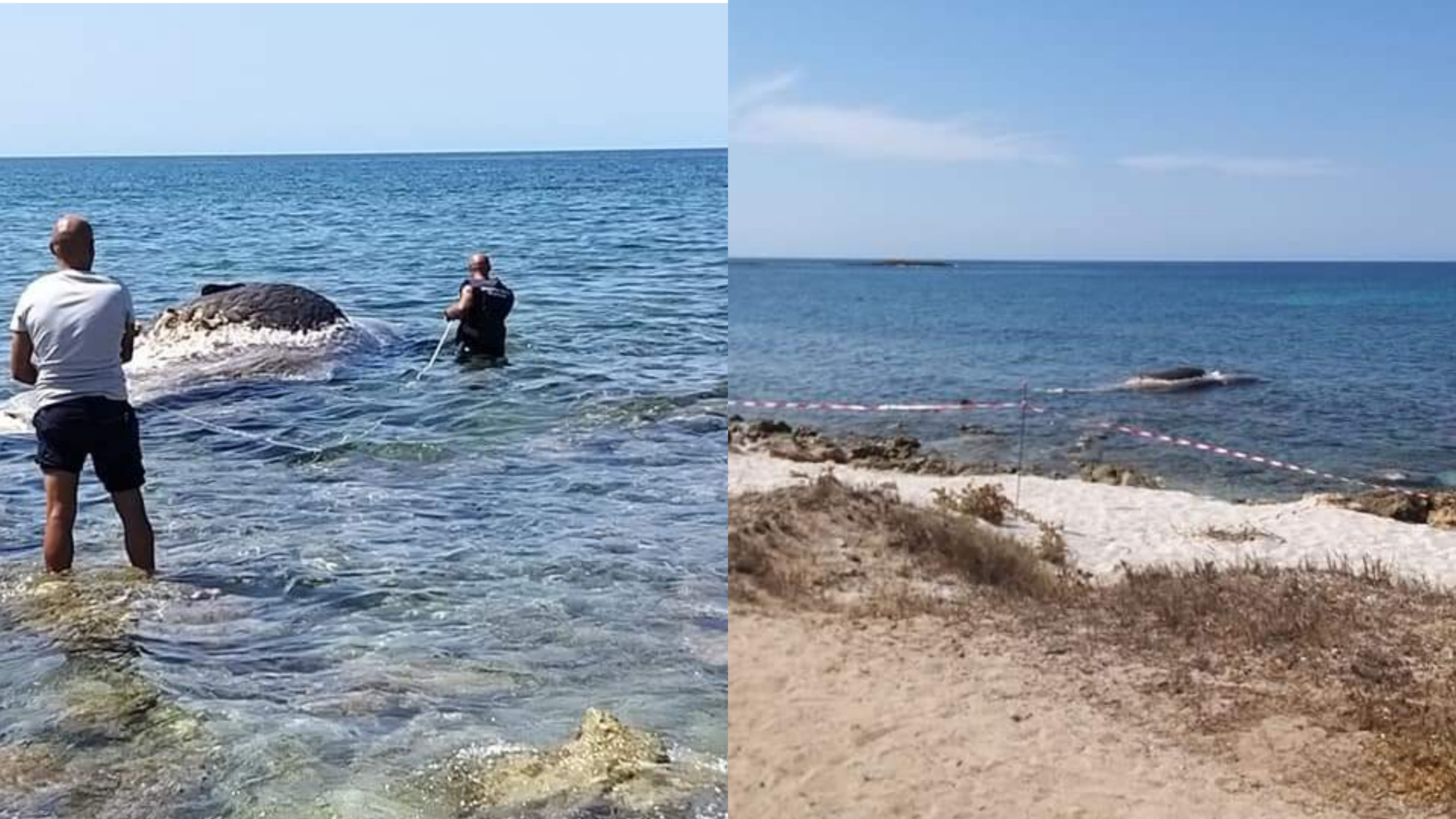 I resti di un capodoglio tra le coste tra Is Arutas e Mari Ermi: la zona interdetta alla balneazione