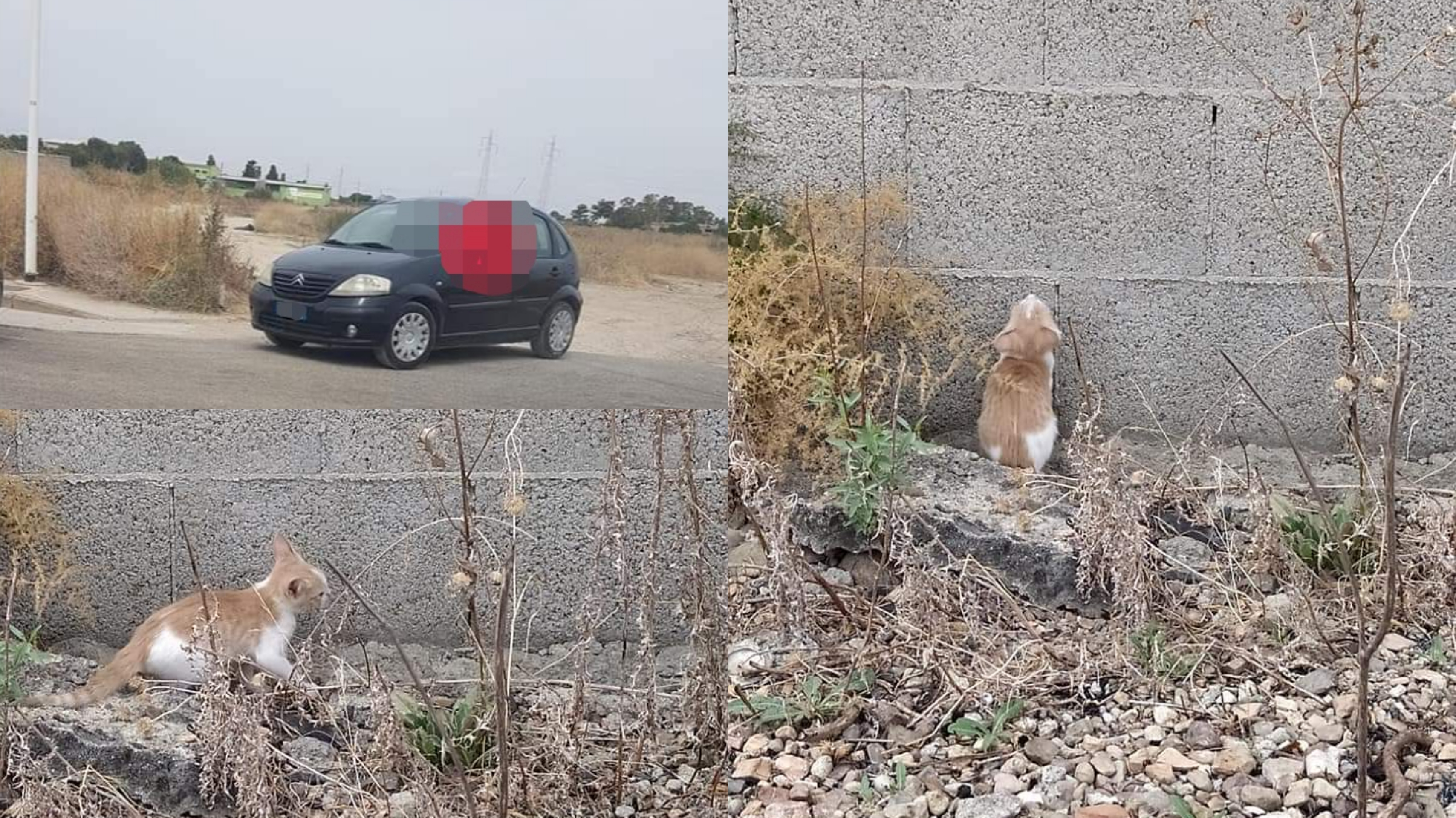 Quartucciu, un uomo getta dal cofano della macchina tre gattini con violenza: scatta la denuncia di un cittadino
