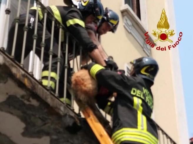 I padroni litigano e lasciano il cane in balcone: il pincher muore dopo due giorni al caldo