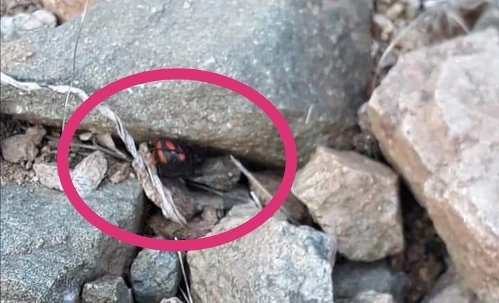 Una “vedova nera mediterranea” a Villasimius, il ragno velenoso trovato da una ragazza a spasso