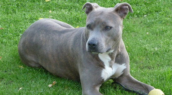 Due cani di razza American Stafforshire Terrier impiccati a Olbia: “Atti eseguiti da belve senza cuore”