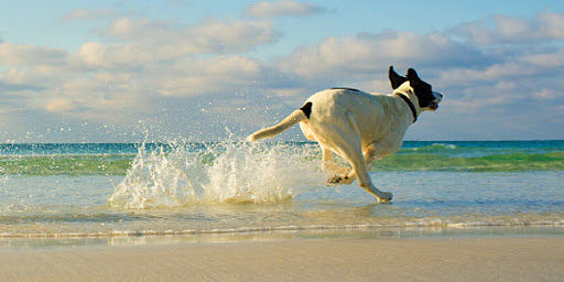 Stintino, il cane in spiaggia non può entrare: 100 euro di multa per due turisti romani