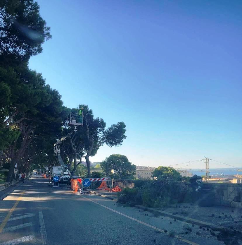Cagliari, taglio dei pini nel viale Buoncammino: il Grig chiede un accesso agli atti al Comune