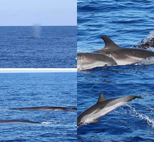 Balenottere, stenelle e tartarughe marine: la grande bellezza al canyon di Caprera