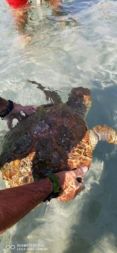 Quartu, tartaruga marina ferita soccorsa dai bagnanti al Poetto
