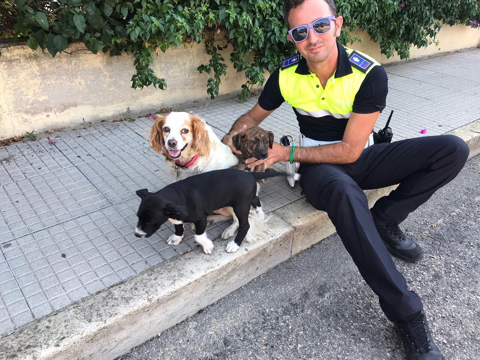 Cagliari, due cuccioli di pitbull abbandonati a San Michele: trasferiti al canile di via Po