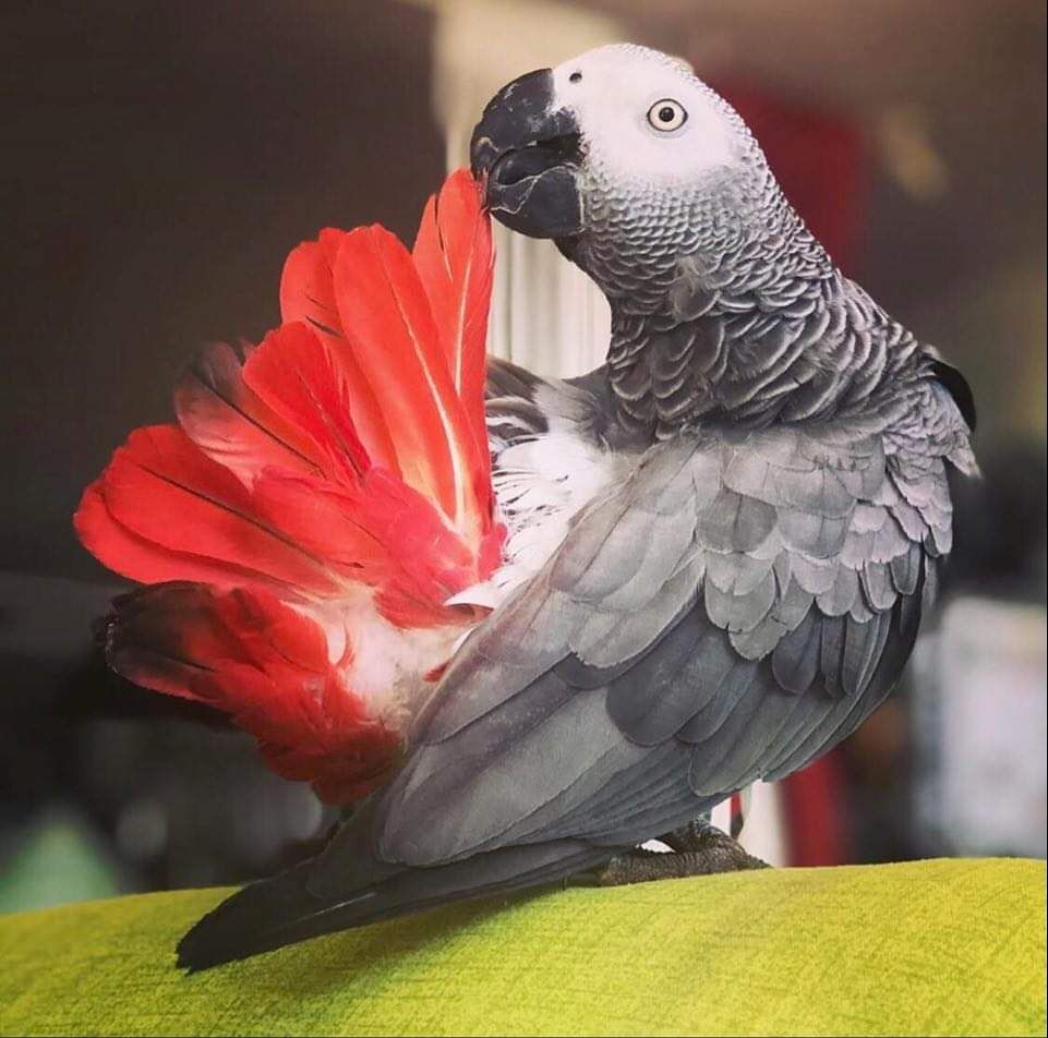 “Il mio pappagallo sparito a Dolianova, ha un anello di riconoscimento: riportatemelo”